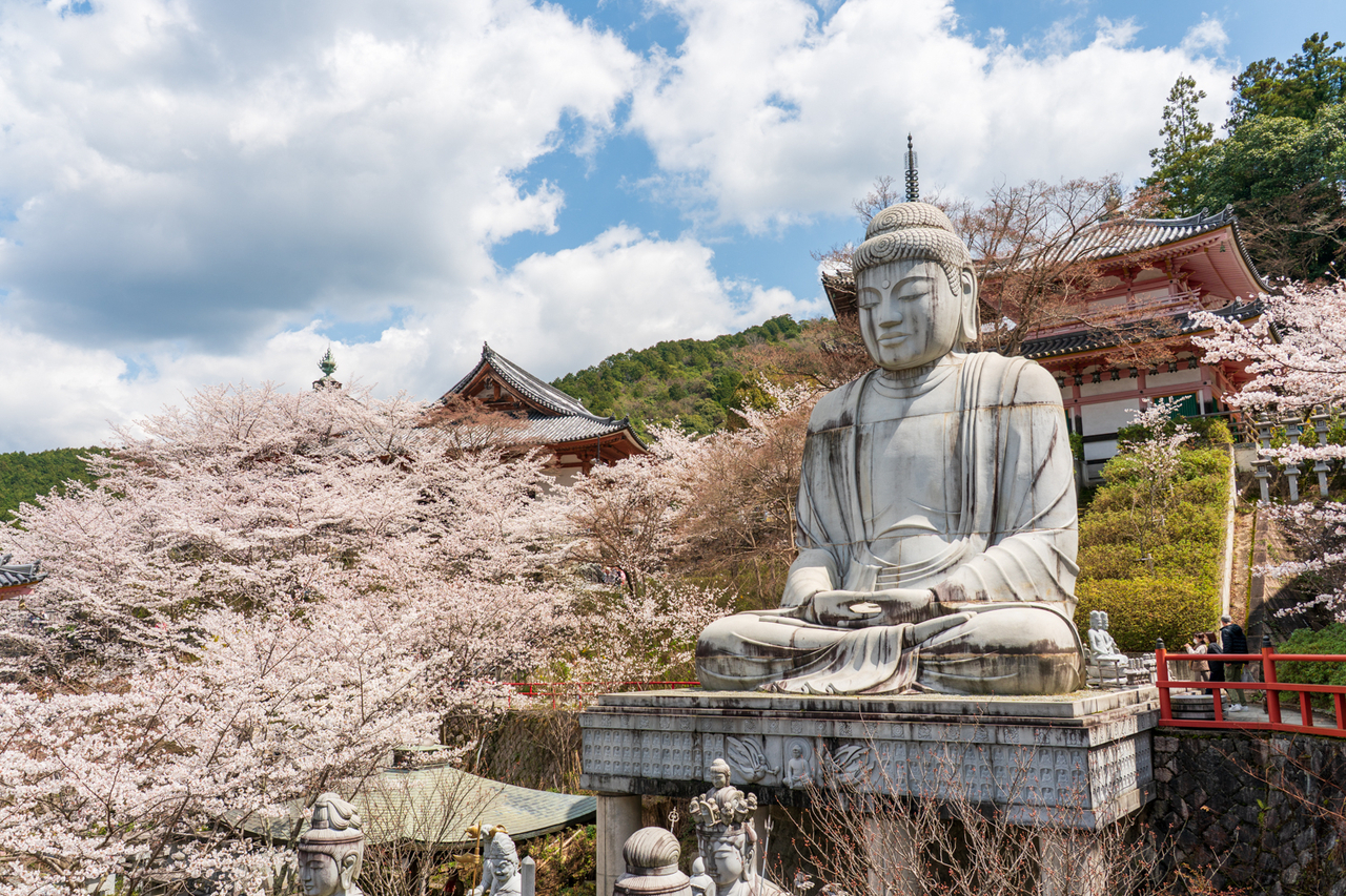 🌸桜2025第5弾🌸満開桜大仏の「壺阪寺」平日でもオーバツーリズム