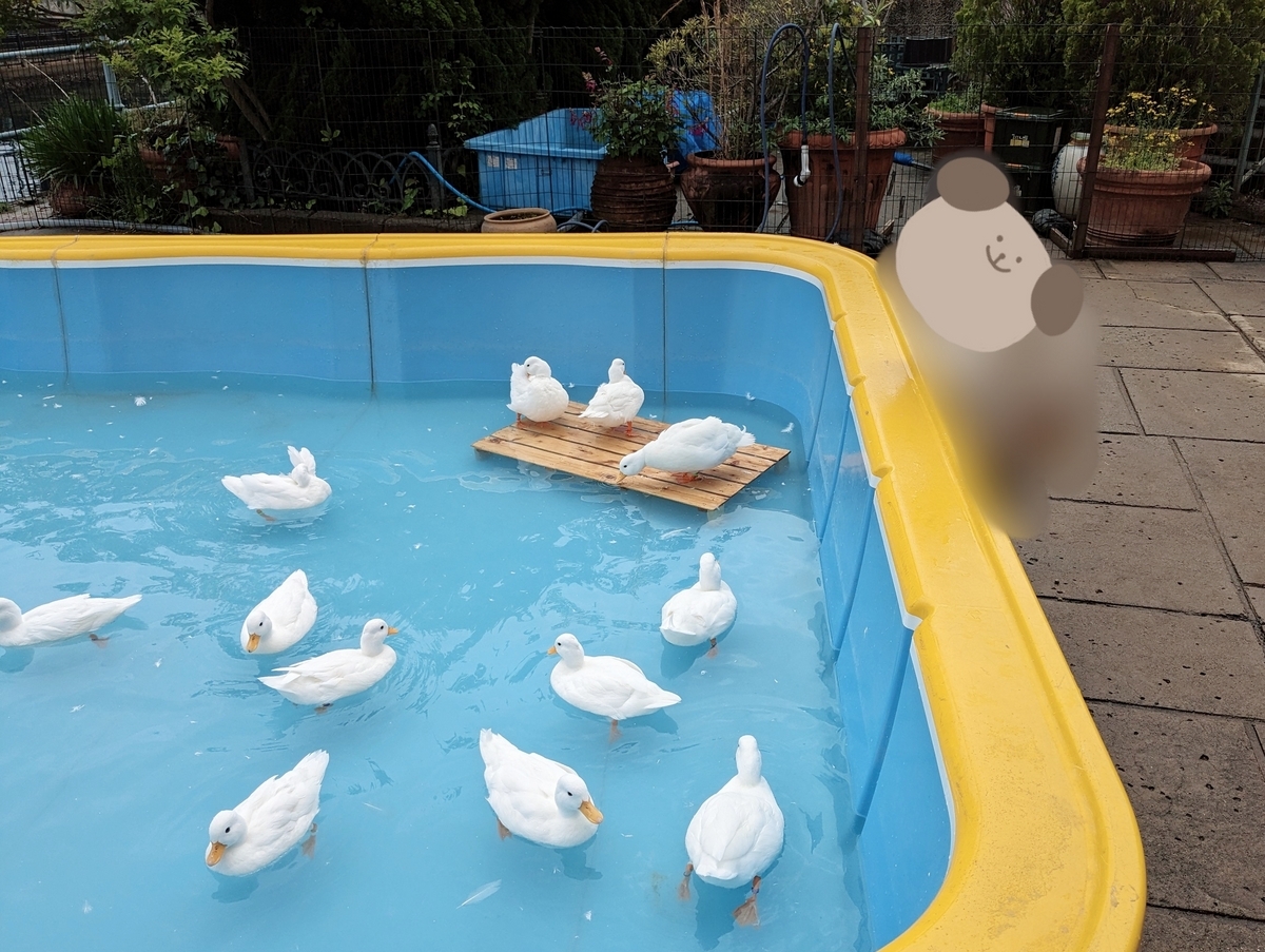 和歌山マリーナシティ　ワクワクいきものワールド　アヒル