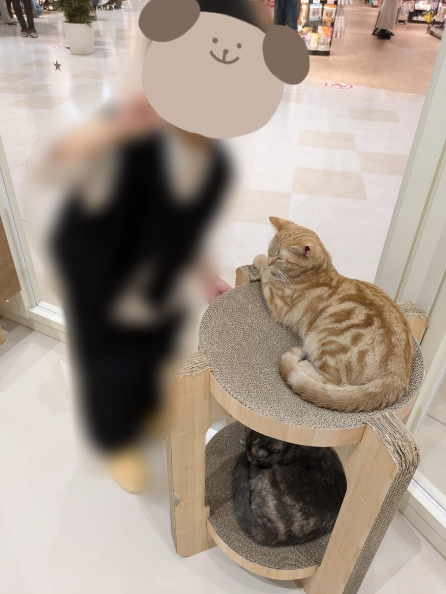 Cat Cafe MOFF　イオンモール広島府中　ネコとの戯れ１