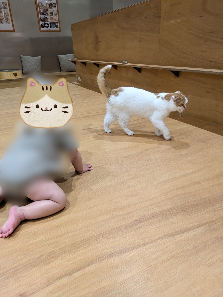 Cat Cafe MOFF　イオンモール広島府中　猫との戯れ２