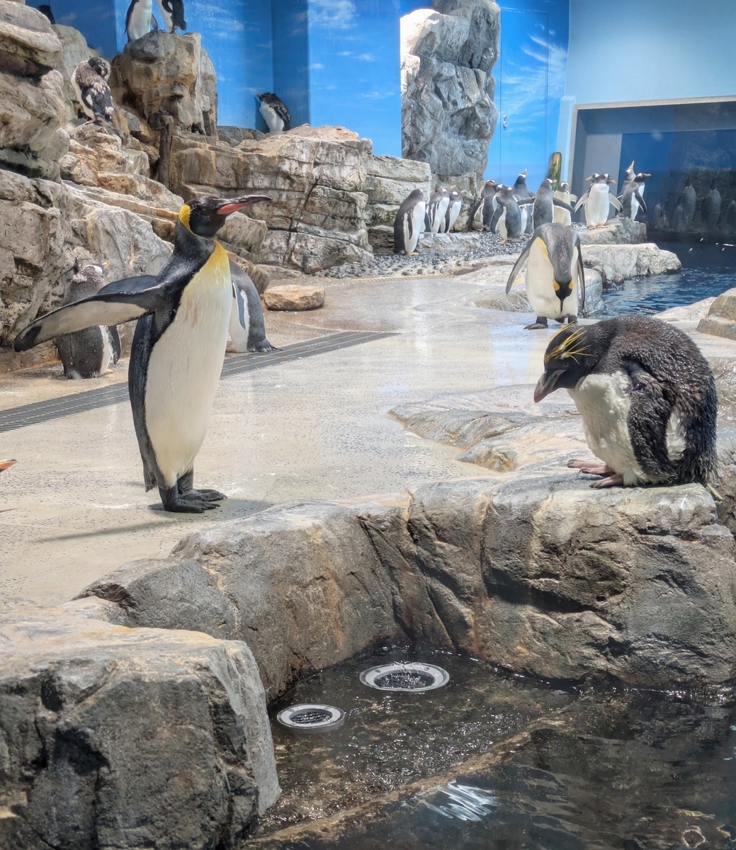 下関市立しものせき水族館「海響館」 キングペンギン