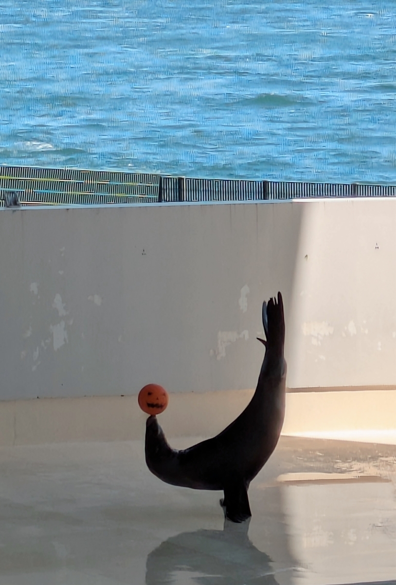 下関市立しものせき水族館「海響館」 イルカ&アシカショー