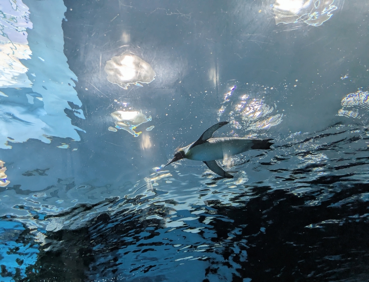 下関市立しものせき水族館「海響館」 ペンギントンネル