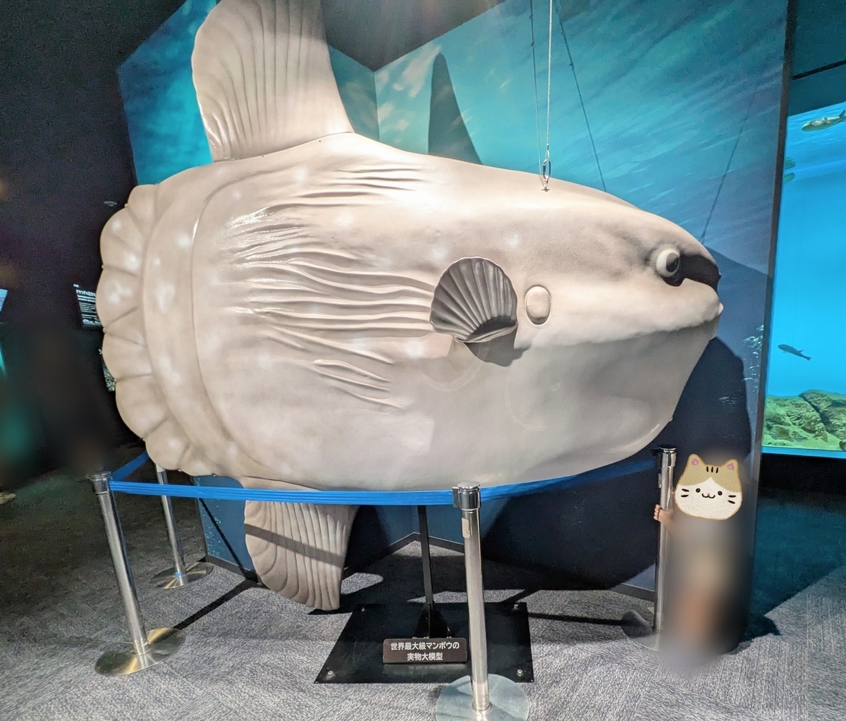 下関市立しものせき水族館「海響館」 マンボウ剥製