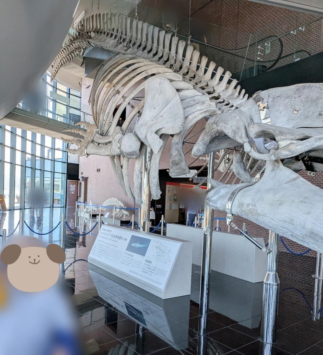 下関市立しものせき水族館「海響館」 シロナガスクジラ骨