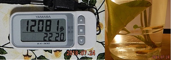 f:id:ponyoponyokun:20180724224726j:image f:id:ponyoponyokun:20180724224726j:image