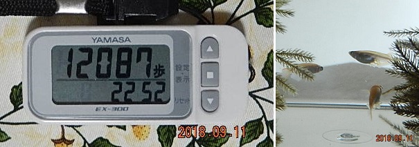 f:id:ponyoponyokun:20180912012528j:image f:id:ponyoponyokun:20180912012528j:image