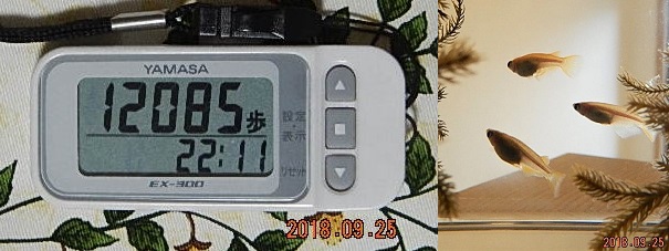 f:id:ponyoponyokun:20180925203947j:image f:id:ponyoponyokun:20180925203947j:image