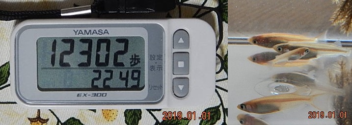 f:id:ponyoponyokun:20190101220642j:image
