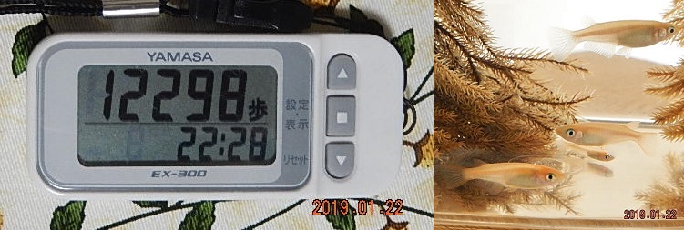 f:id:ponyoponyokun:20190123012100j:image f:id:ponyoponyokun:20190123012100j:image