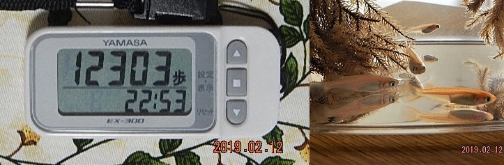 f:id:ponyoponyokun:20190213001756j:image f:id:ponyoponyokun:20190213001756j:image
