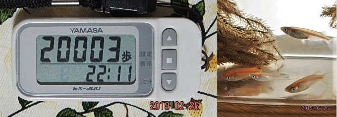 f:id:ponyoponyokun:20190226223336j:image f:id:ponyoponyokun:20190226223336j:image