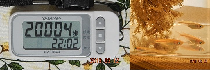f:id:ponyoponyokun:20190312212407j:image f:id:ponyoponyokun:20190312212407j:image
