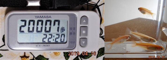 f:id:ponyoponyokun:20190417000944j:image