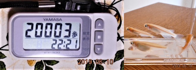 f:id:ponyoponyokun:20190611020721j:image