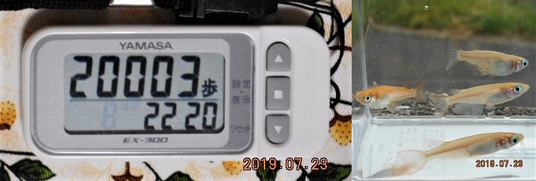 f:id:ponyoponyokun:20190724004325j:image