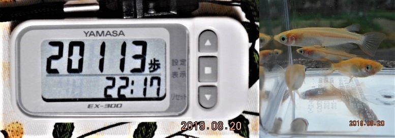 f:id:ponyoponyokun:20190820232421j:image