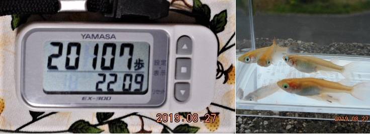 f:id:ponyoponyokun:20190827233616j:image f:id:ponyoponyokun:20190827233616j:image