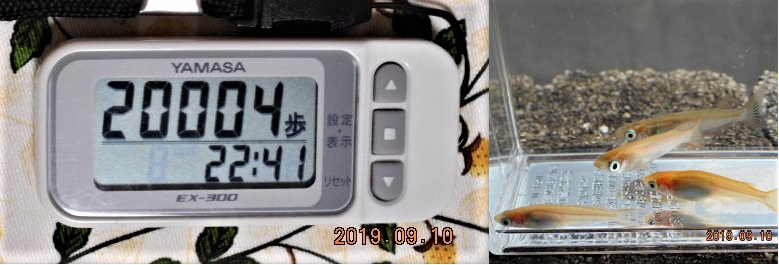 f:id:ponyoponyokun:20190910233409j:image f:id:ponyoponyokun:20190910233409j:image