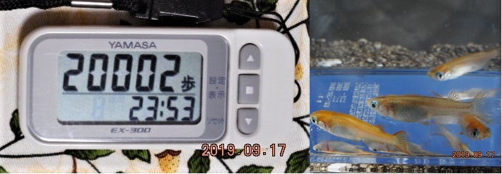 f:id:ponyoponyokun:20190917235308j:image f:id:ponyoponyokun:20190917235308j:image