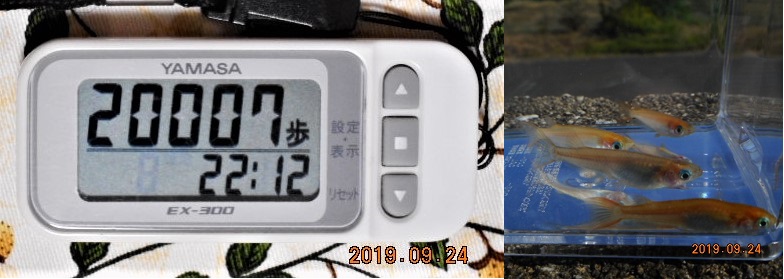 f:id:ponyoponyokun:20190924221759j:image f:id:ponyoponyokun:20190924221759j:image
