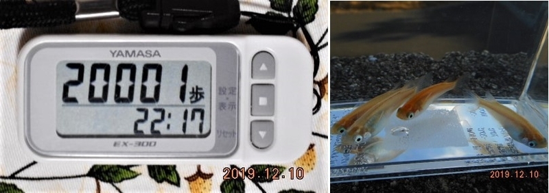 f:id:ponyoponyokun:20191210235633j:image