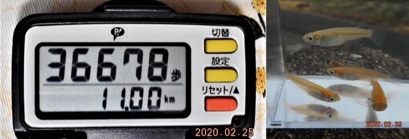 f:id:ponyoponyokun:20200225224427j:image f:id:ponyoponyokun:20200225224427j:image