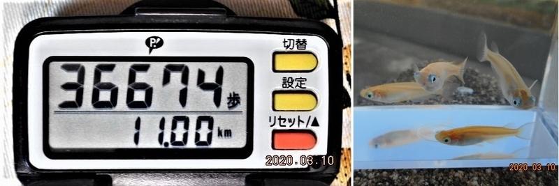 f:id:ponyoponyokun:20200310224135j:image f:id:ponyoponyokun:20200310224135j:image