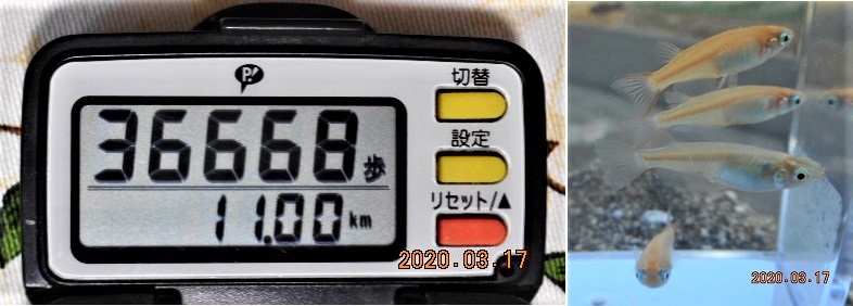 f:id:ponyoponyokun:20200317121002j:image f:id:ponyoponyokun:20200317121002j:image
