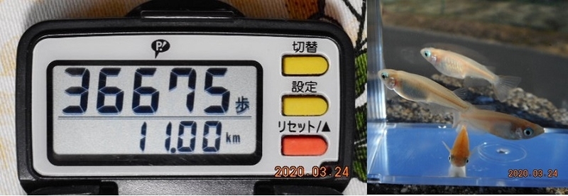 f:id:ponyoponyokun:20200324221229j:image f:id:ponyoponyokun:20200324221229j:image