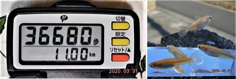 f:id:ponyoponyokun:20200331221808j:image f:id:ponyoponyokun:20200331221808j:image