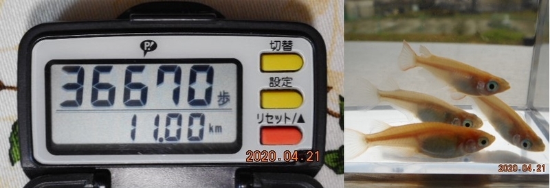f:id:ponyoponyokun:20200421234934j:image f:id:ponyoponyokun:20200421234934j:image