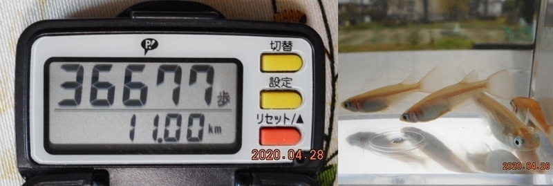 f:id:ponyoponyokun:20200428223728j:image f:id:ponyoponyokun:20200428223728j:image