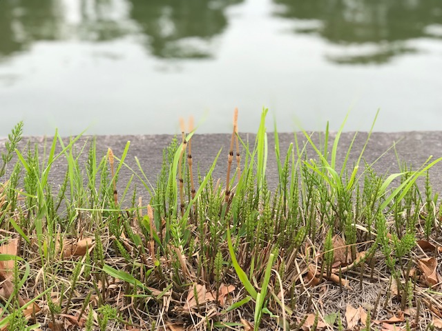 f:id:ponzoh:20190408065718j:plain f:id:ponzoh:20190408065718j:plain