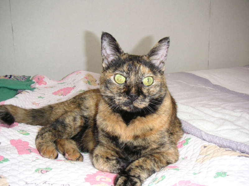 f:id:poochico:20100910213348j:image