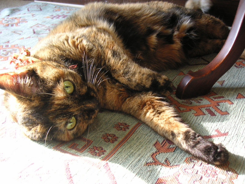 f:id:poochico:20101127091946j:image