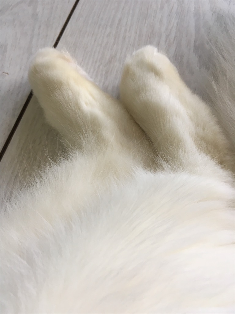f:id:poohnya:20170317214856j:image f:id:poohnya:20170317214856j:image