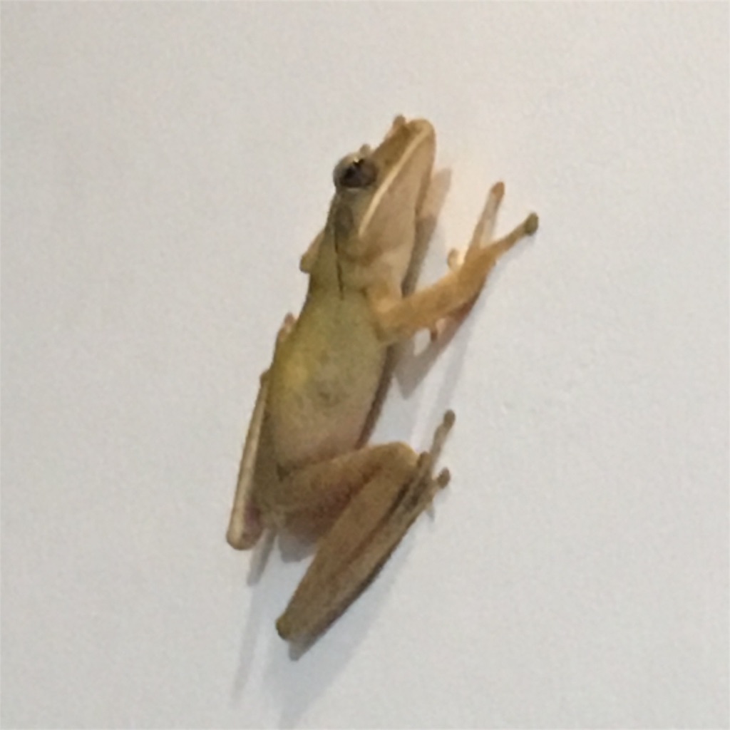 f:id:poohnya:20180401183426j:image f:id:poohnya:20180401183426j:image