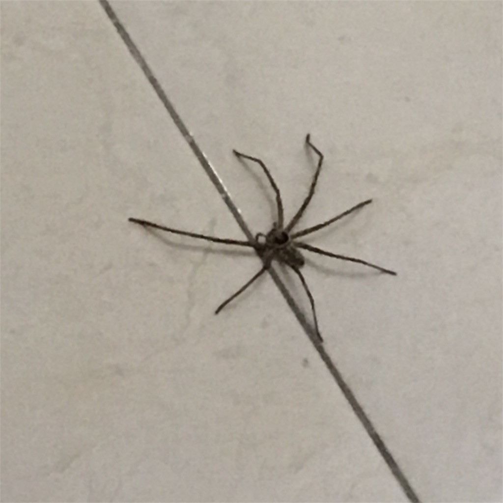f:id:poohnya:20180401184609j:image f:id:poohnya:20180401184609j:image