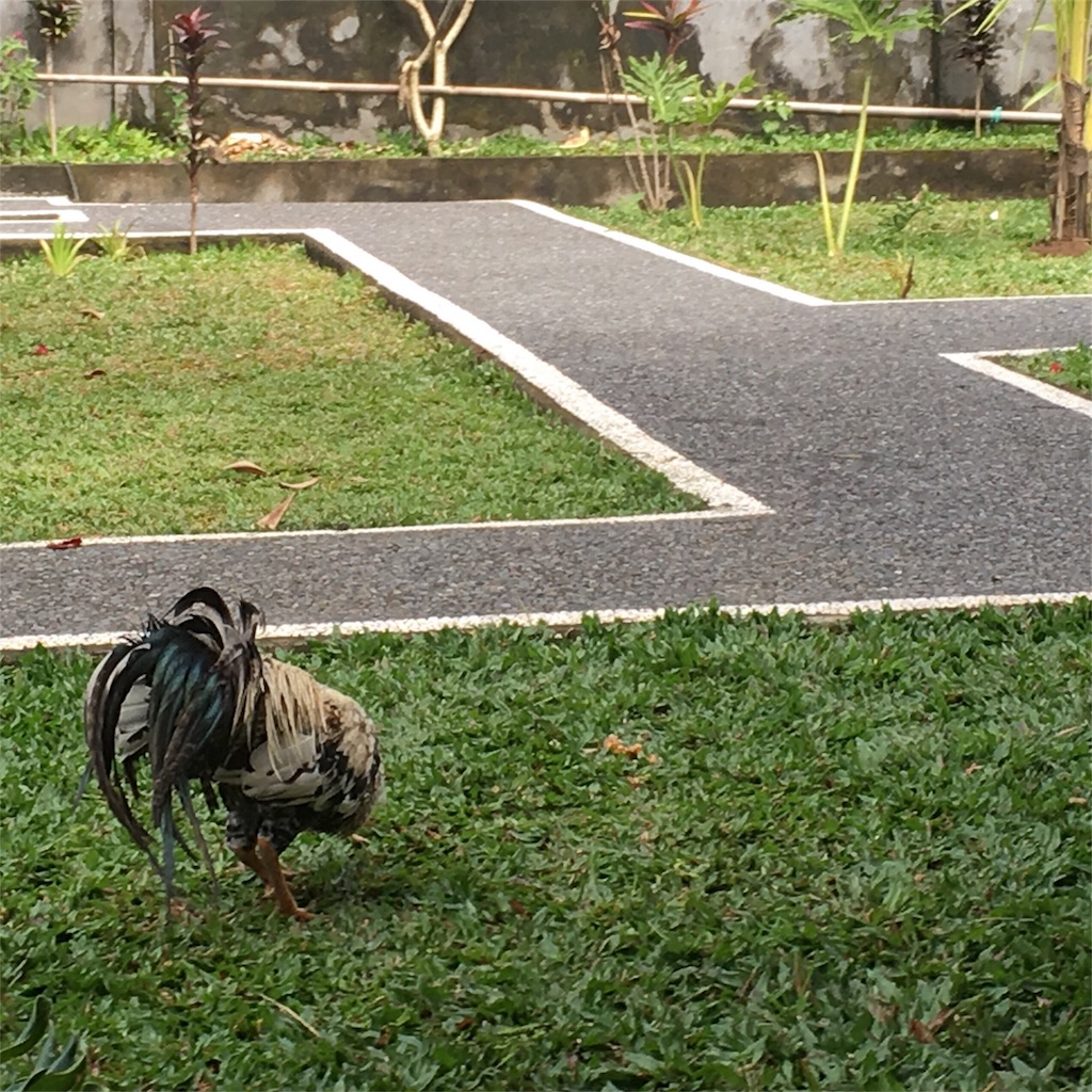f:id:poohnya:20180403225059j:image f:id:poohnya:20180403225059j:image