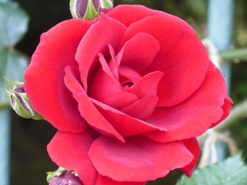 f:id:poolame:20190519153335j:plain