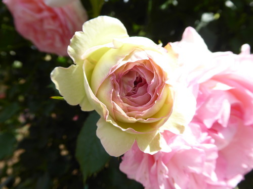 f:id:poolame:20190519153349j:plain
