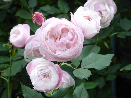 f:id:poolame:20190519153638j:plain
