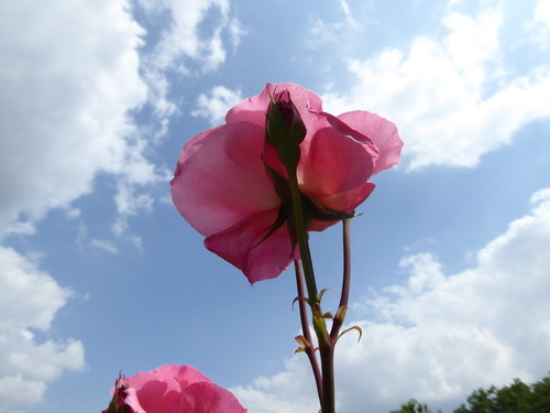 f:id:poolame:20190519153651j:plain