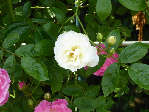 f:id:poolame:20190519154018j:plain