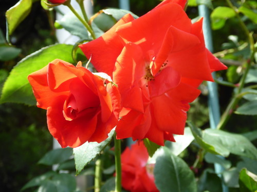 f:id:poolame:20190519154032j:plain