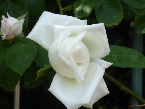 f:id:poolame:20190519154045j:plain