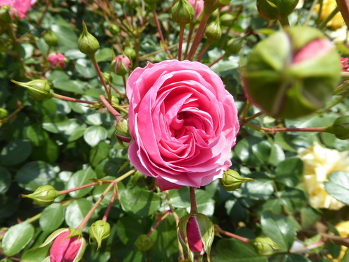 f:id:poolame:20190519154501j:plain f:id:poolame:20190519154501j:plain