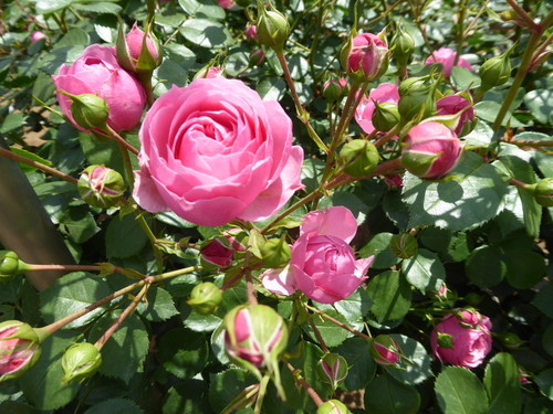 f:id:poolame:20190519154826j:plain f:id:poolame:20190519154826j:plain