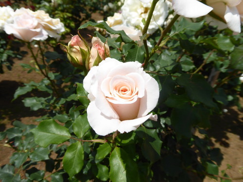 f:id:poolame:20190519155233j:plain